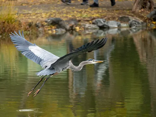 A great blue heron takes flight over the lake's waters
