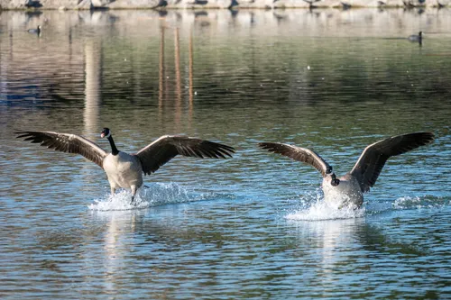 Canada geese splash down on the glistening water surface