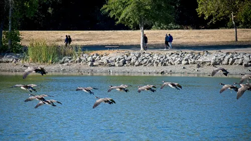 Birds flying across the lake with park visitors walking in the background