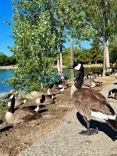 Canada geese gather on the lakeshore beneath trees