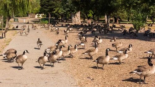 A gathering of geese congregates around the path