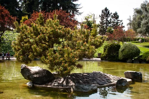 Tranquil pond with decorative rocks in the Japanese Friendship Garden