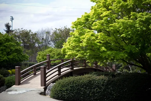 Wooden footbridge and lush greenery in the garden