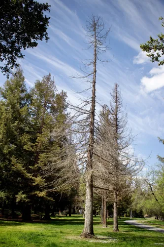 Tall trees create natural shade along the park's walking paths