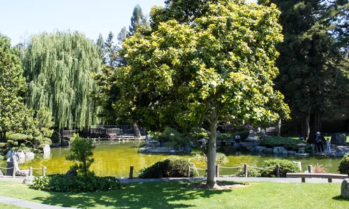 Weeping willows and other types of trees by the pond