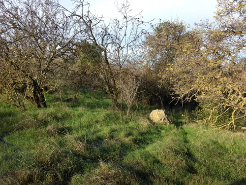 Trees and grassland in Montgomery Hill Park