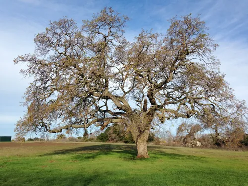 Majestic oak tree spreads its branches over the rolling hills