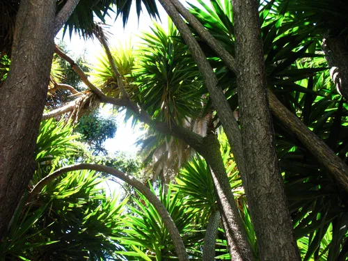 Lush palm trees are located within the park grounds