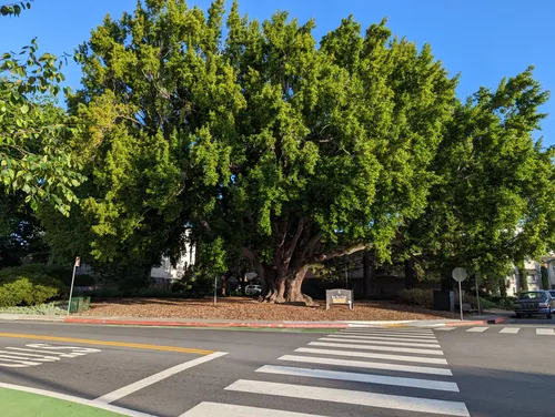 A majestic tree shades the park at 5th Avenue and Dartmouth Road
