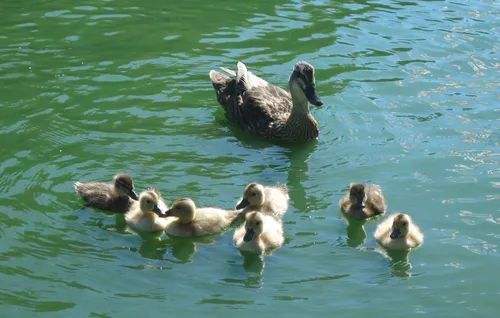Duck family swimming in the canal next to the park