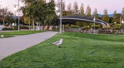 Seagulls rest near the path while the city is still asleep