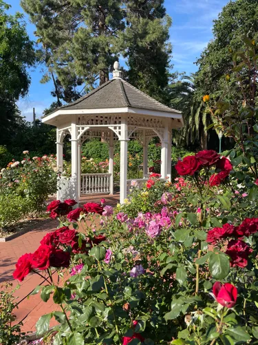 White gazebo at the Marion Panaretos Rose Garden