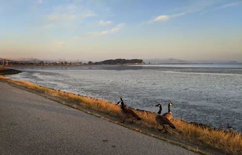 Canada geese marching along the north shore at sunset