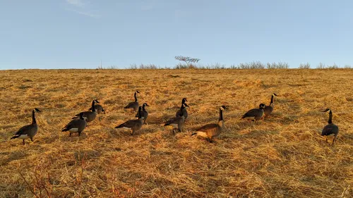 Group of geese walking across dry grassland