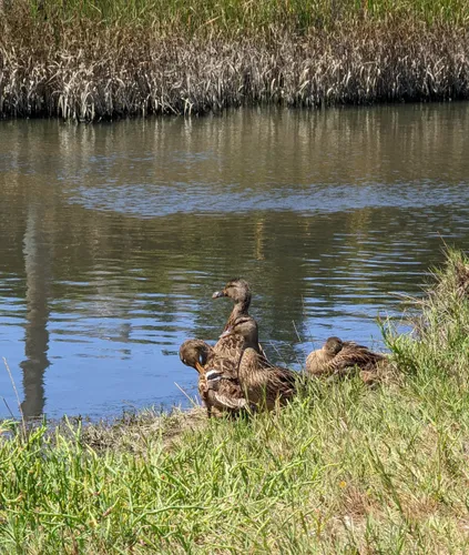 Ducks resting by the water's edge among reeds