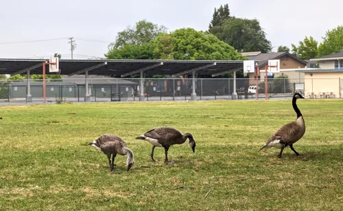 Canada geese graze peacefully on the open field