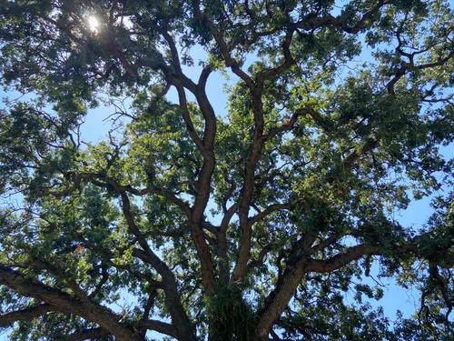 Looking up through the canopy of one of the park's large heritage oaks