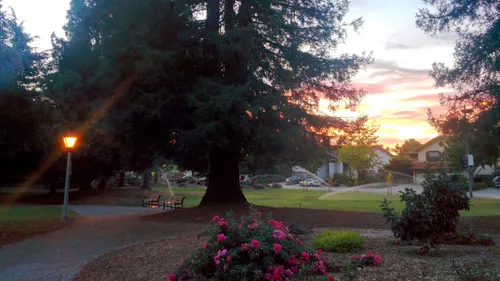 Sunset glow illuminates flowering bushes along the paths