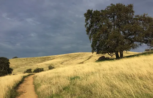 A lone oak tree stands on a golden hilltop under a dramatic overcast sky