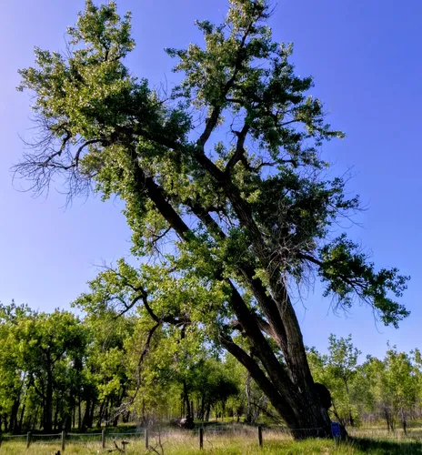 A leaning cottonwood tree stands tall against clear blue skies