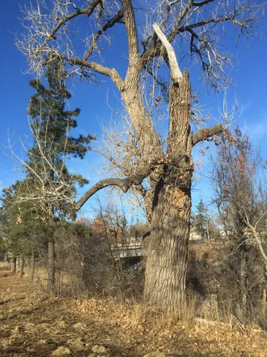 A large cottonwood tree along Monument Creek in winter