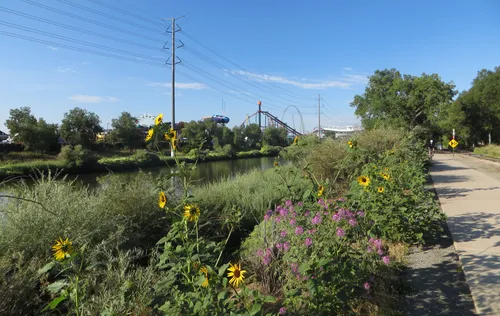 Wildflowers bloom along the South Platte River Trail