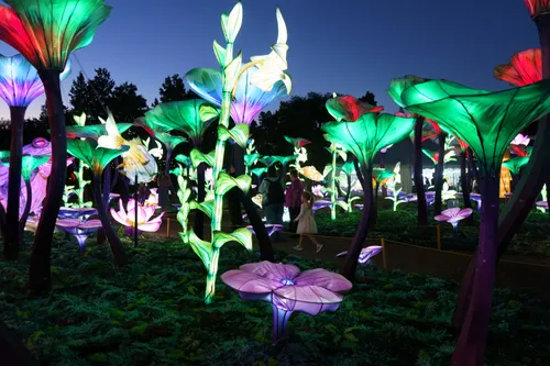 Illuminated flower garden display at the Bright Nights festival