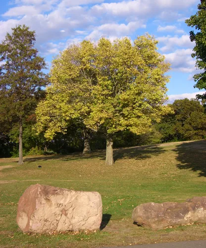 Trees and rocks on a grassy field