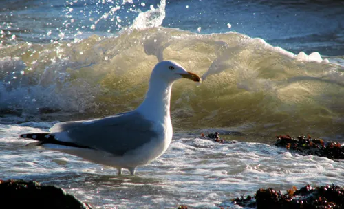 Seagull poised among crashing waves along the shore