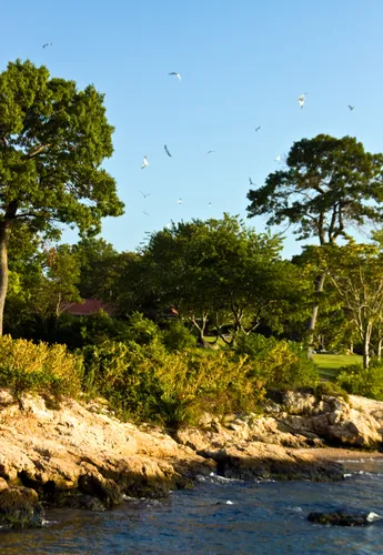 Trees line the natural bluffs overlooking the water