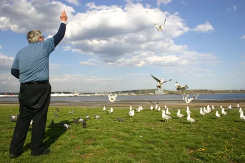 Man feeding seagulls on the grassy waterfront area
