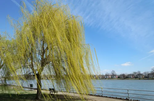 Weeping willow tree overlooks the Potomac River