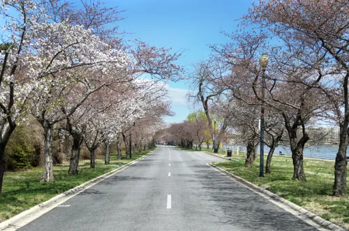 Cherry blossom trees line a road through the park in spring