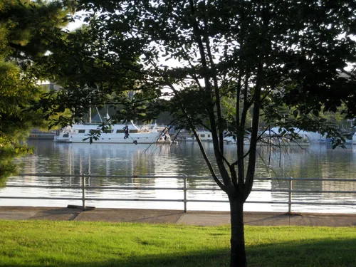 Waterfront view with tree silhouette along the river's edge