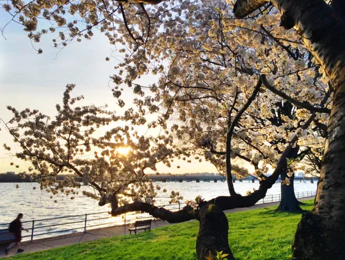 Cherry blossoms frame sunset view over the Potomac River