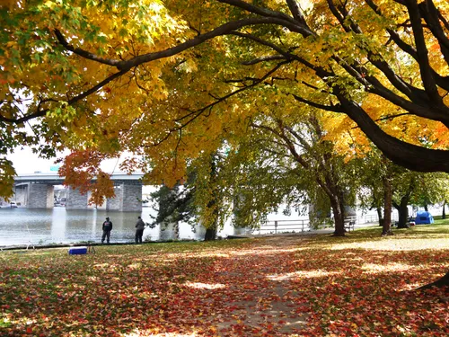 Autumn leaves carpet the ground beneath colorful fall foliage