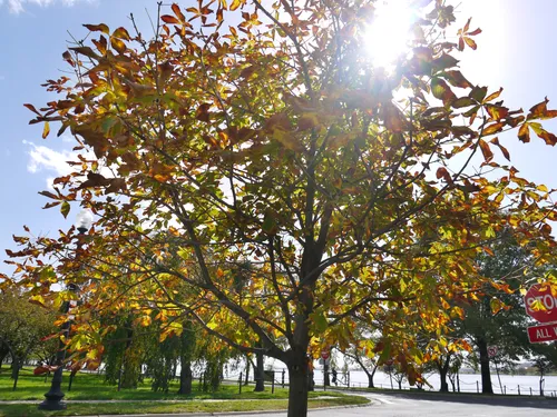 Sunlight filters through autumn trees along the parkway