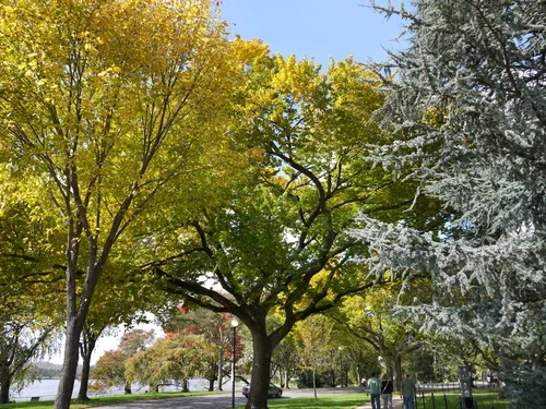 Mature trees on the park grounds