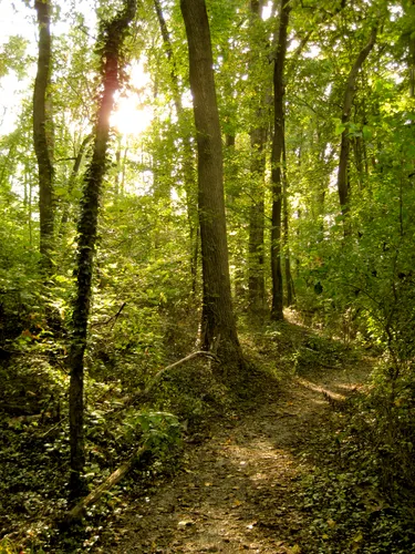 A trail deep in the woods of Fort Dupont Park