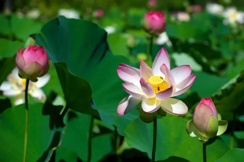Pink lotus flowers in bloom at the Aquatic Gardens