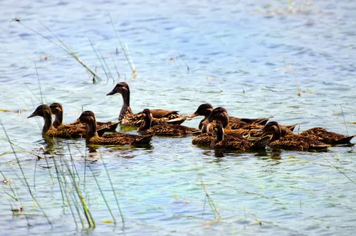 A family of ducks glides across the lake