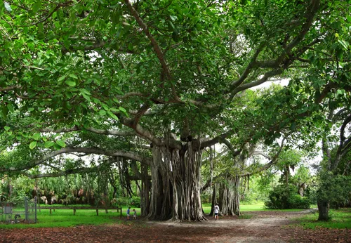 Massive banyan tree creating natural shade in the park