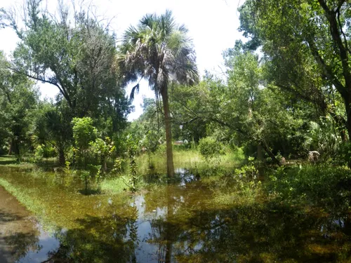 Lush wetland section in the forest