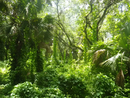 The park has some very dense subtropical areas