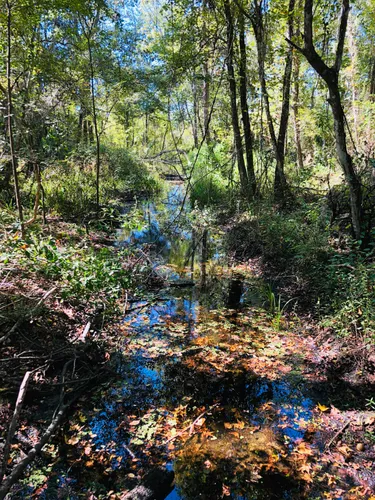 Sunlit wetland area with leaves floating on still waters
