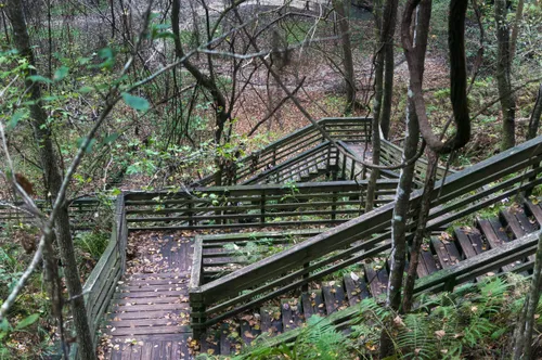 Wooden boardwalk steps leading down to the path
