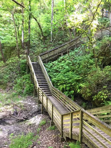 Wooden stairway descends into the verdant sinkhole basin