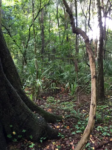 The entire park landscape features dense foliage