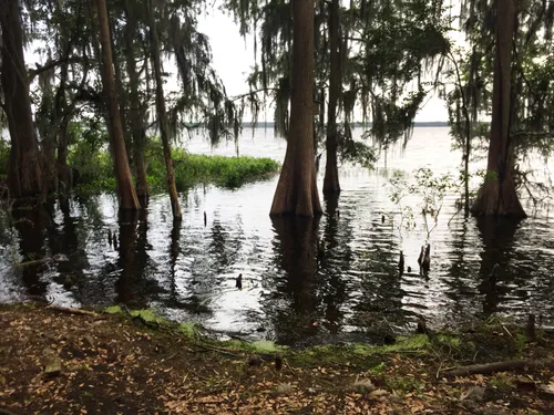Trees rise from the shallow shore of Newnans Lake