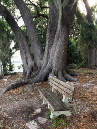 A bench sits next to the sprawling roots of massive trees